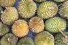 GEN durian fruit