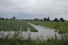 Flooding has wreaked havoc with crops