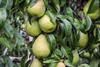Washington pears Chelan County