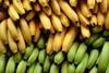 Bananas yellow green
