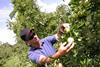 Neuseeland: Arbeitskräftemangel bei Äpfeln und Kiwi verschärft sich