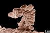 E.coli