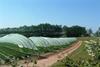 Green film shows polytunnel promise