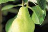 Freshfel revamps Fresh Quality Guide