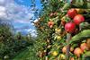 Belgian apples Belgium Adobe Stock