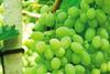 Italian grapes Paganini