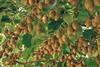 Kiwifruit Hayward green on tree