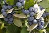 New Zealand blueberries