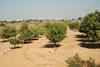 Israel: Erholung in der Citrus-Produktion erwartet