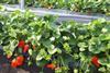 Erdbeeren aus Huelva