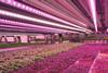 b2fb5741-67f9-4054-b7a4-6fc83d9766b5_Vertical farm Laurens Tijink_39f6b34f_750x400