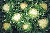 Growers call for returns to reflect shelf price increases