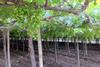 PE Fundo San Miguel grapes