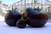 Sun Black tomato