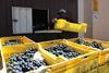 ZA Sati grape harvest