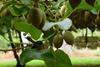 Chile aims for sustainability