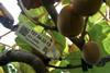 Zespri red trial