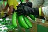 EC bananas being washed in Ecuador AEBE
