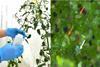 Raubmilde gegen Tomatenrostmilbe