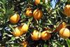 Brazilian citrus