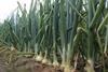 Onions are threatened by the Bean Seed Fly