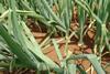 NZ onions