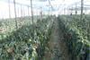 frost damage