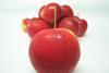 NZ New Zealand Rockit apples Havelock North