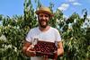 A bumper 2026 crop of Picota cherries is expected