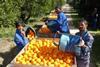South African citrus