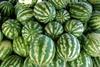 watermelons