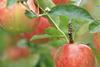 CMI Orchards
