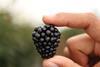 Planasa blackberry