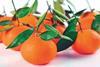 Earlyna mandarin