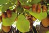 Pears
