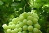 Grape compound scores highly for lower lipids