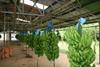 MEPs approve banana deal