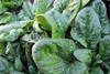 spinach leafy greens