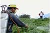 Pesticides