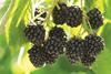 Blackberries