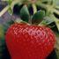 Strawberries face oversupply crisis