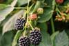 British blackberries