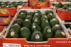 Australian avocado seafreight iload57191___source web