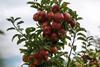 241122_PM_Aktion_ALDIamo_Apfel_03_Download