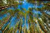 Timber trade praises biomass perceptions
