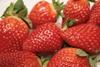 Egypt strawberries