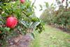 NZ Royal Gala Galaxy high colour apple on branch in orchard