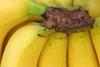 Ecuador hosts banana congress