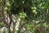 Indien: Hohe Exportzahlen bei Mangos erwartet