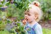 Kind isst Heidelbeeren